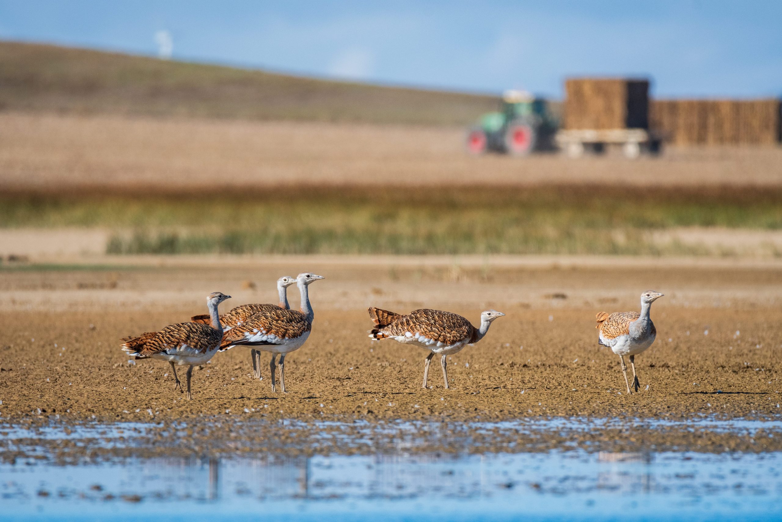 El secreto está en el agua (Boada de Campos, Palencia)
