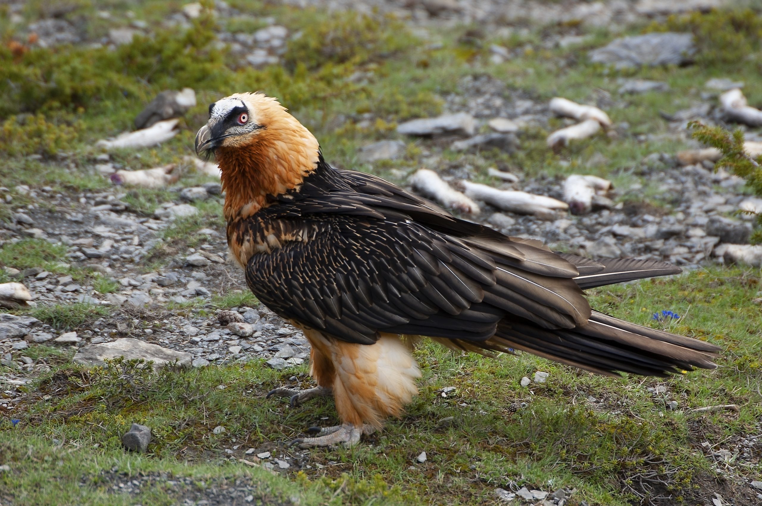 Jornada de conservación del Quebrantahuesos en Liébana y Picos de Europa