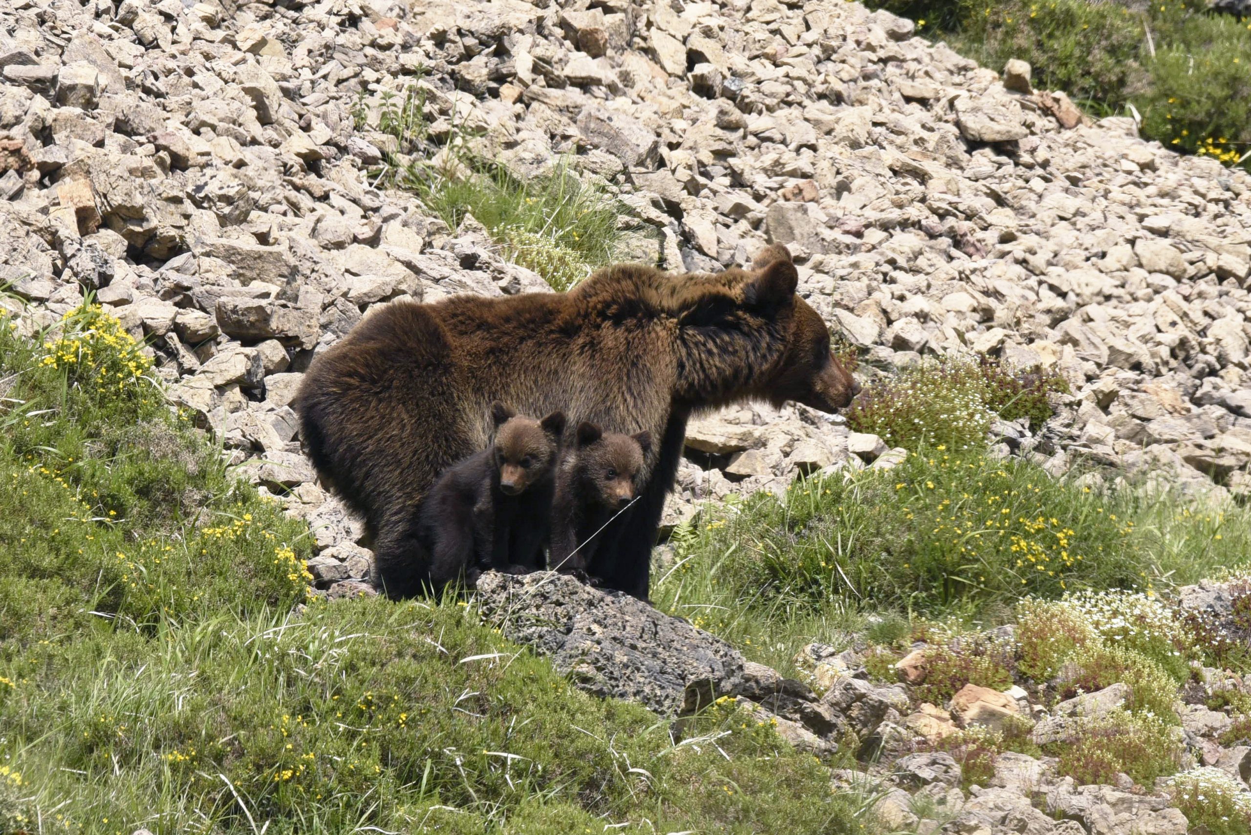 Por las tierras del Oso. Liébana y Picos de Europa