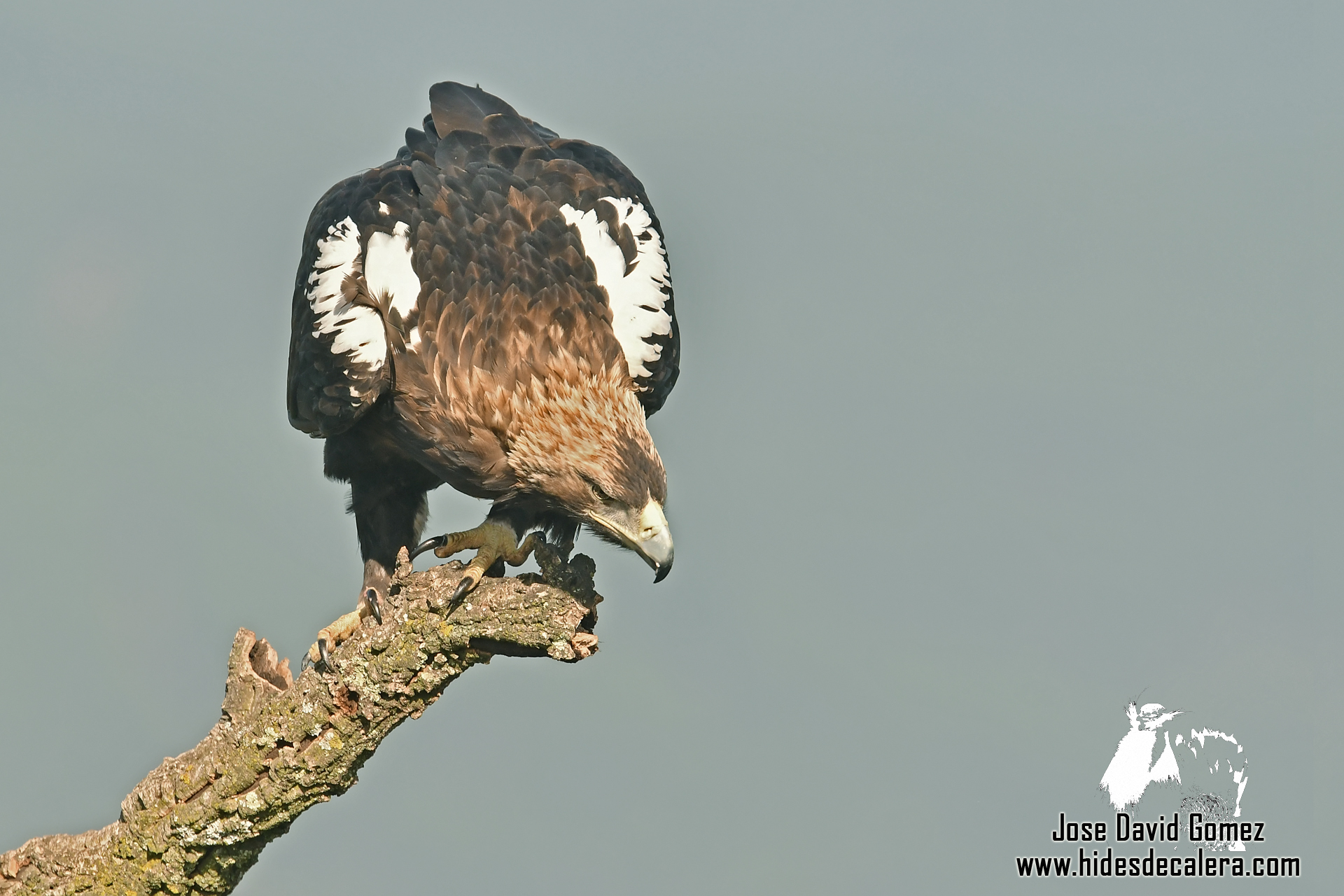 Fotografía y conservación del Águila Imperial Ibérica