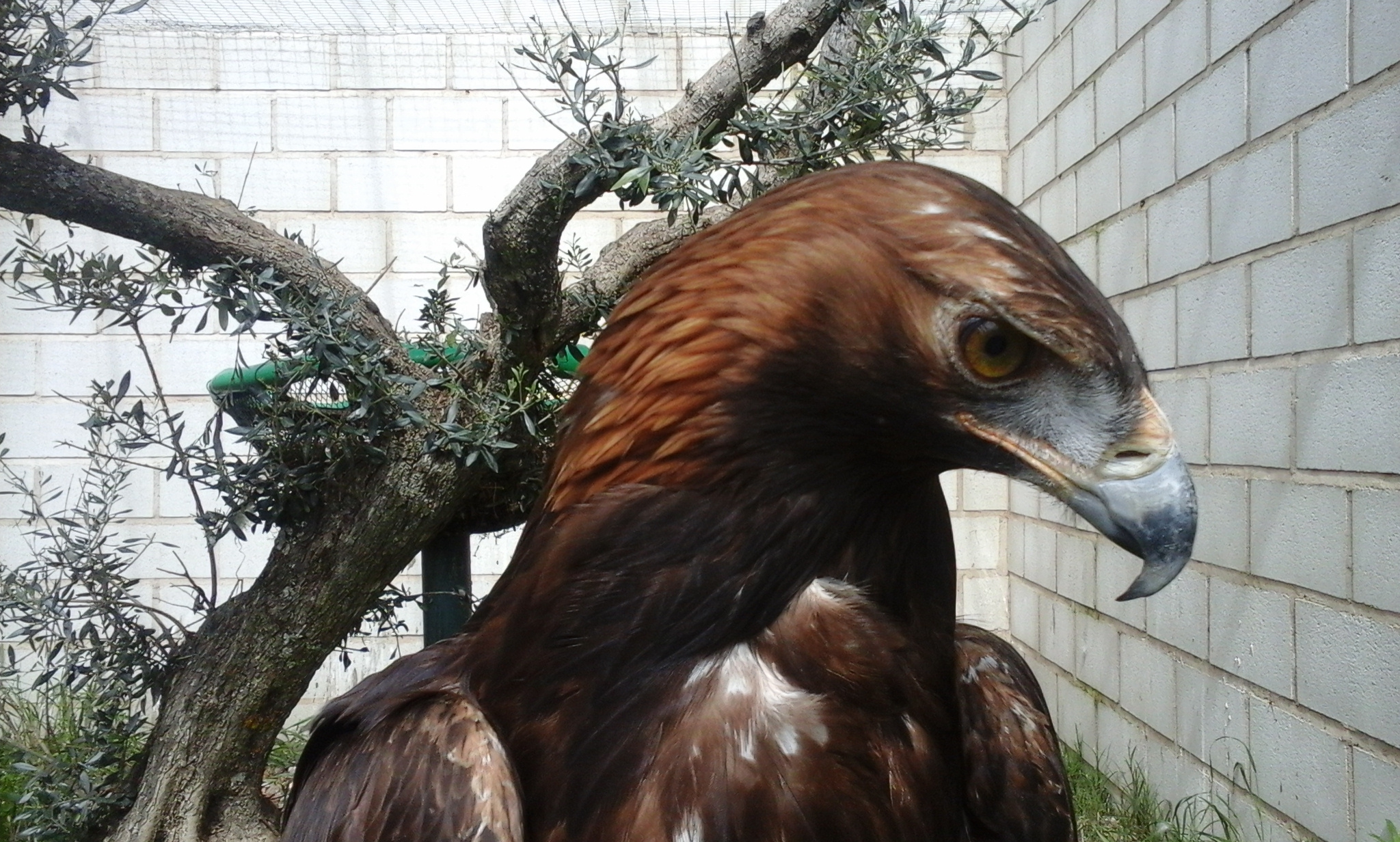 Descubre las rapaces ibéricas y participa en su conservación
