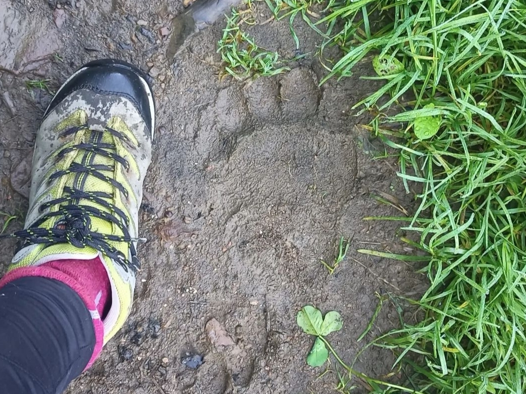 Jornada por las tierras del Oso. Liébana y Picos de Europa