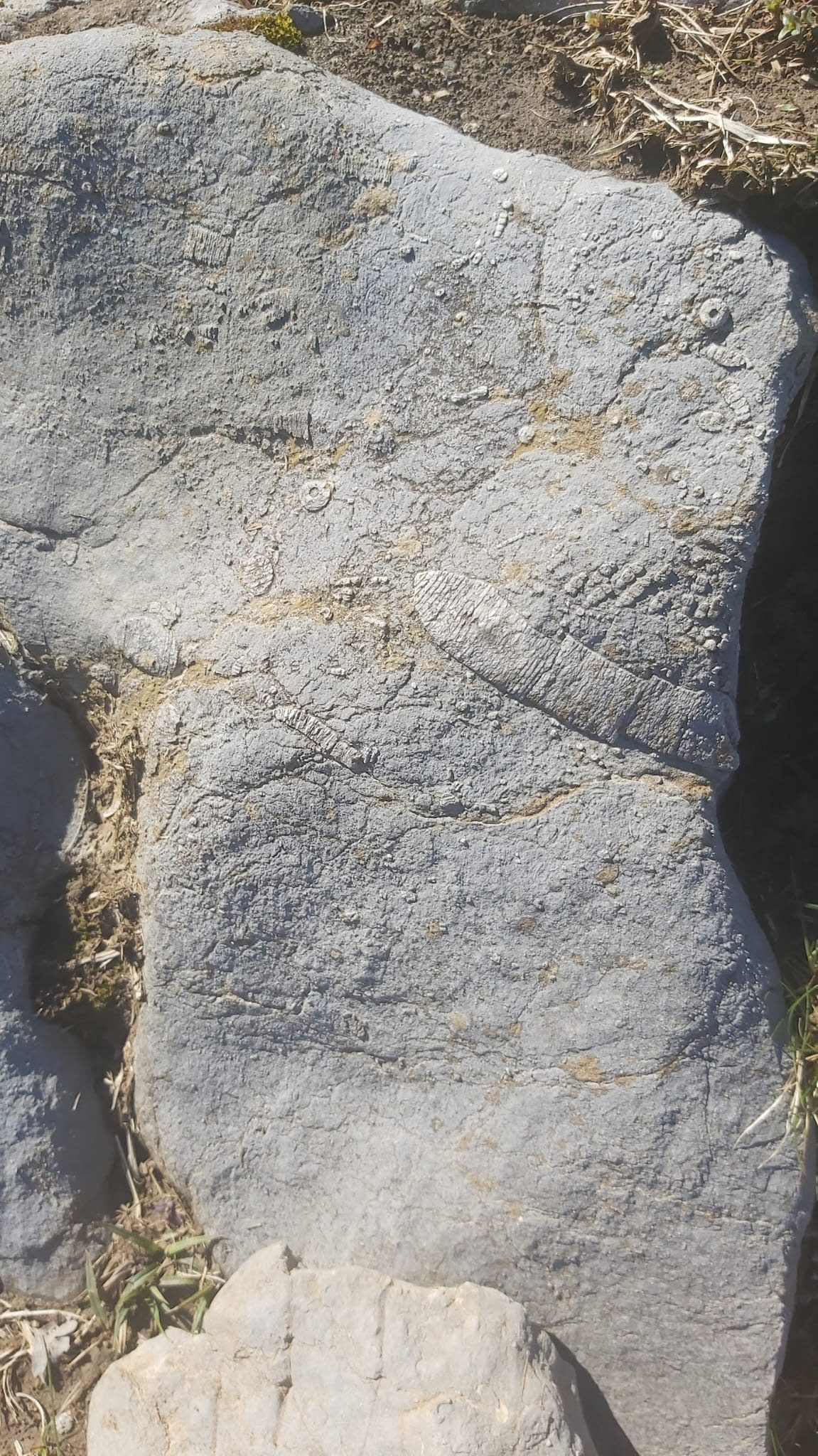 Cabeza Pandescura, hábitat del Quebrantahuesos