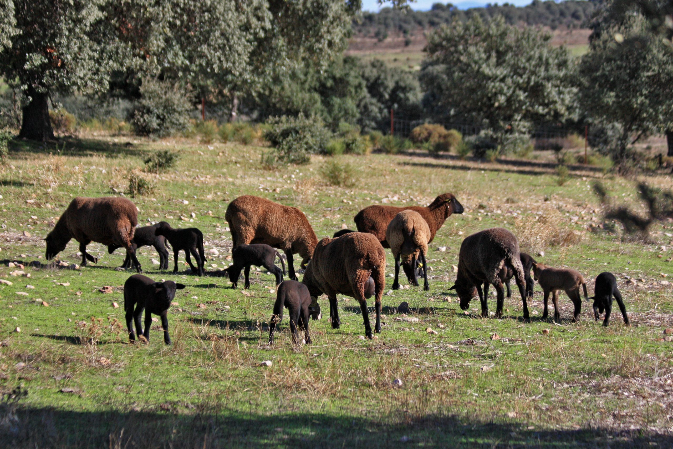 Ciencia, conservación y cultura en la dehesa extremeña