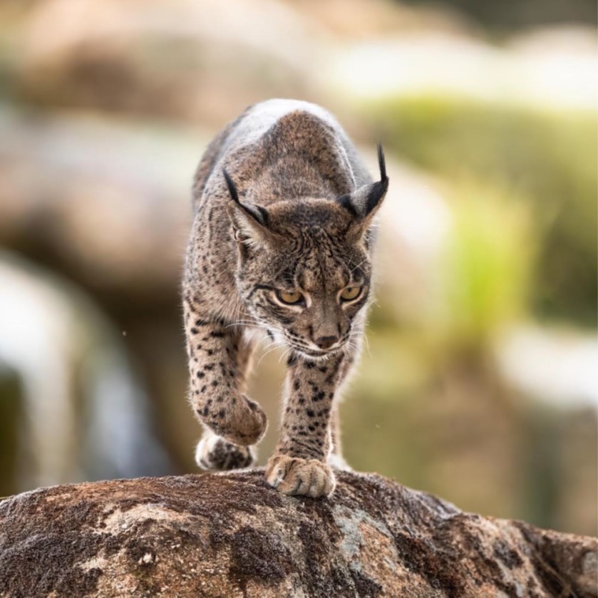 Los últimos linces ibéricos