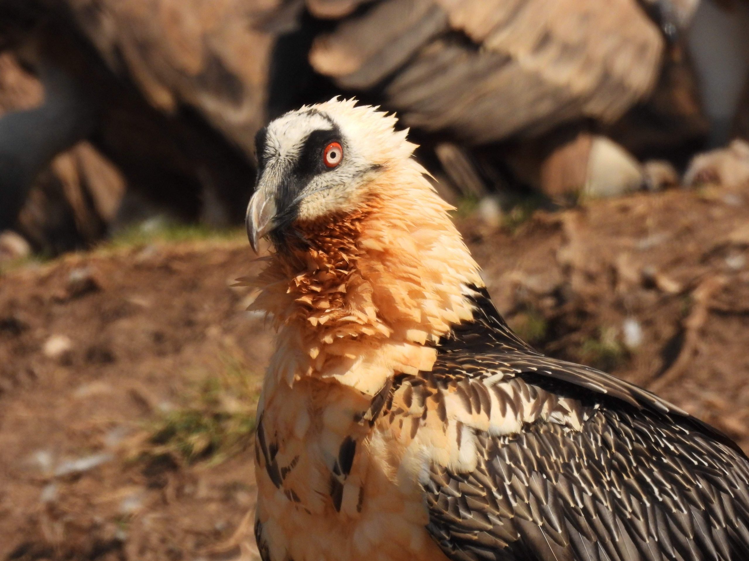 Fotografía de Quebrantahuesos y aves rapaces necrófagas en dos “Hides” de Aragón y Cataluña