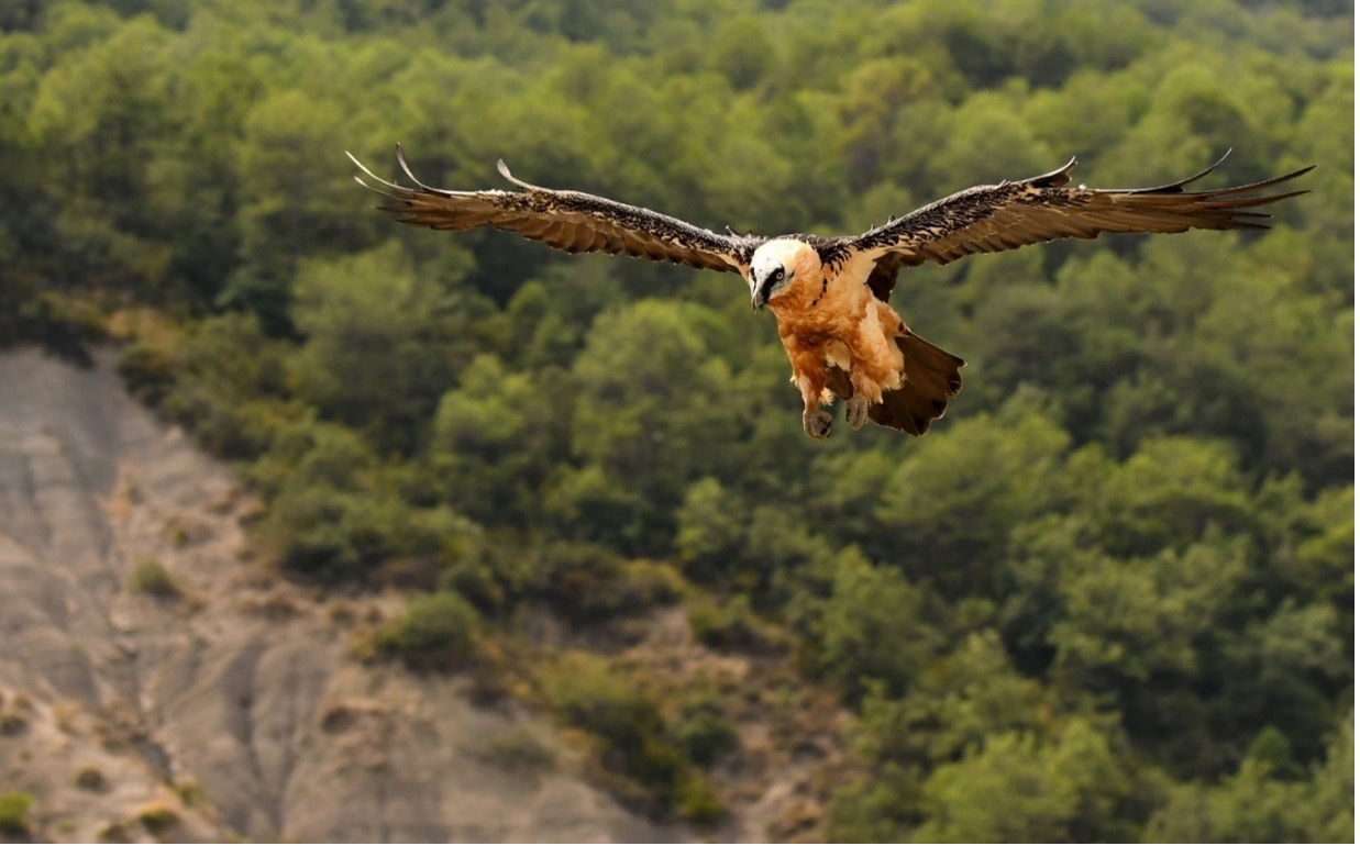 Fotografía de quebrantahuesos y aves rapaces necrófagas pirenaicas desde “Hide”