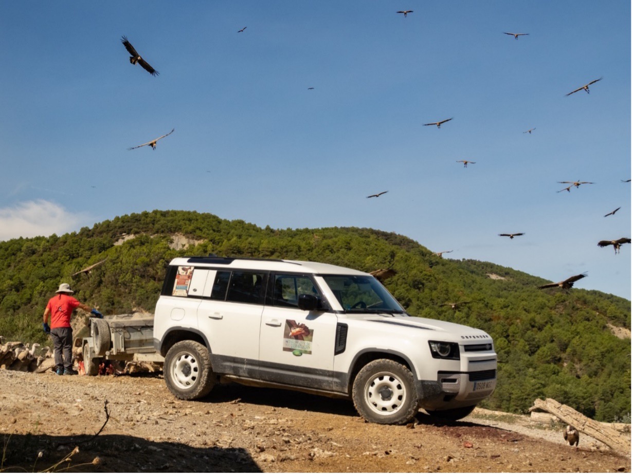 Fotografía de quebrantahuesos y aves rapaces necrófagas pirenaicas desde “Hide” (con alojamiento en Casa Gerbe)
