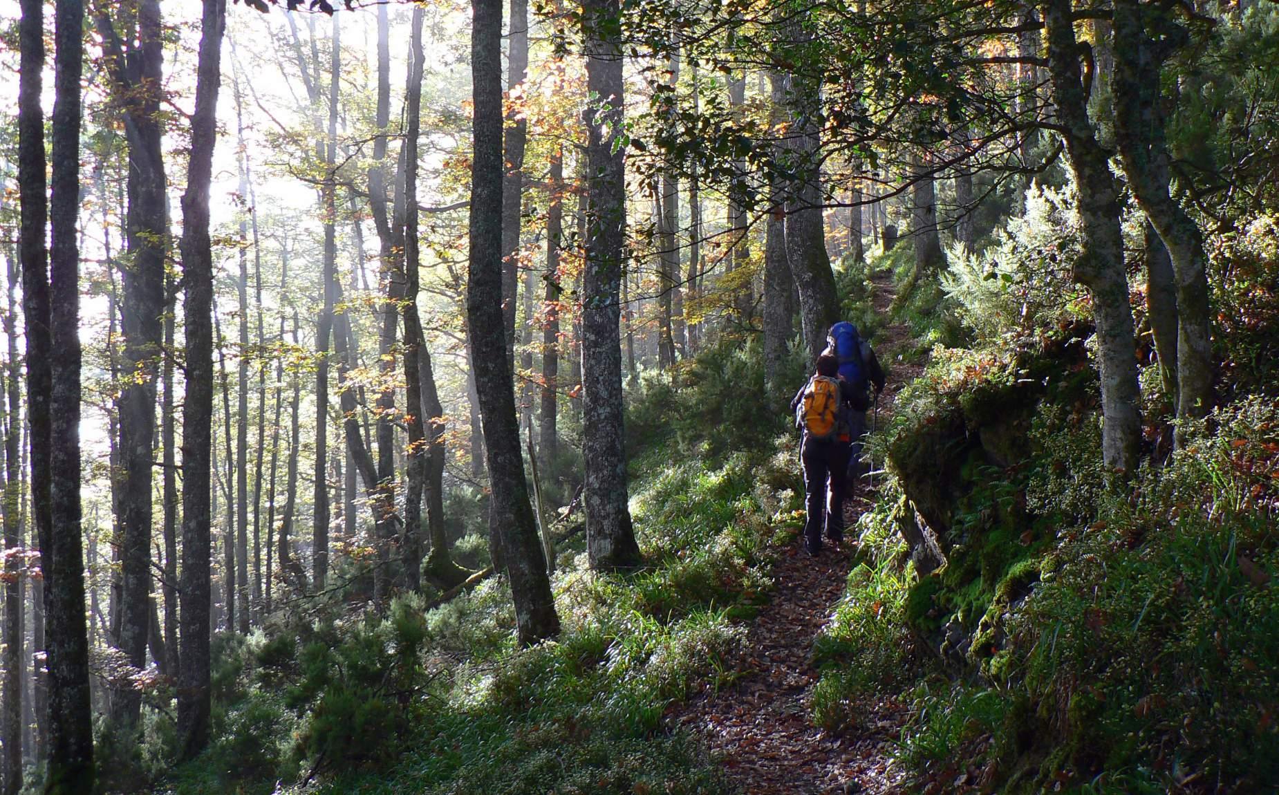 Several people walking in a forest