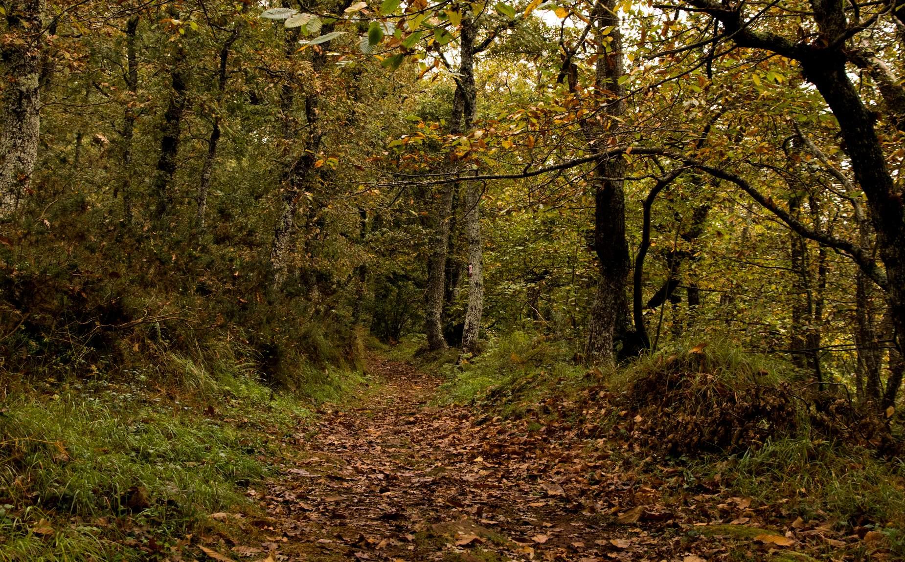 Bosque Saja Nansa