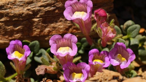 Endemismos botánicos de Sierra Nevada