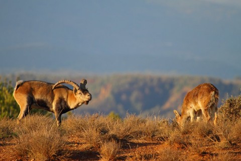 Fotografía la cabra montés en Sierra Nevada