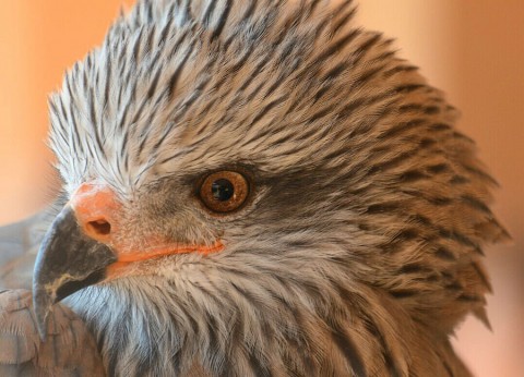 Participa en la conservación del águila imperial ibérica