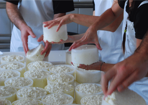 Taller de elaboración de queso artesanal con Lynxaia