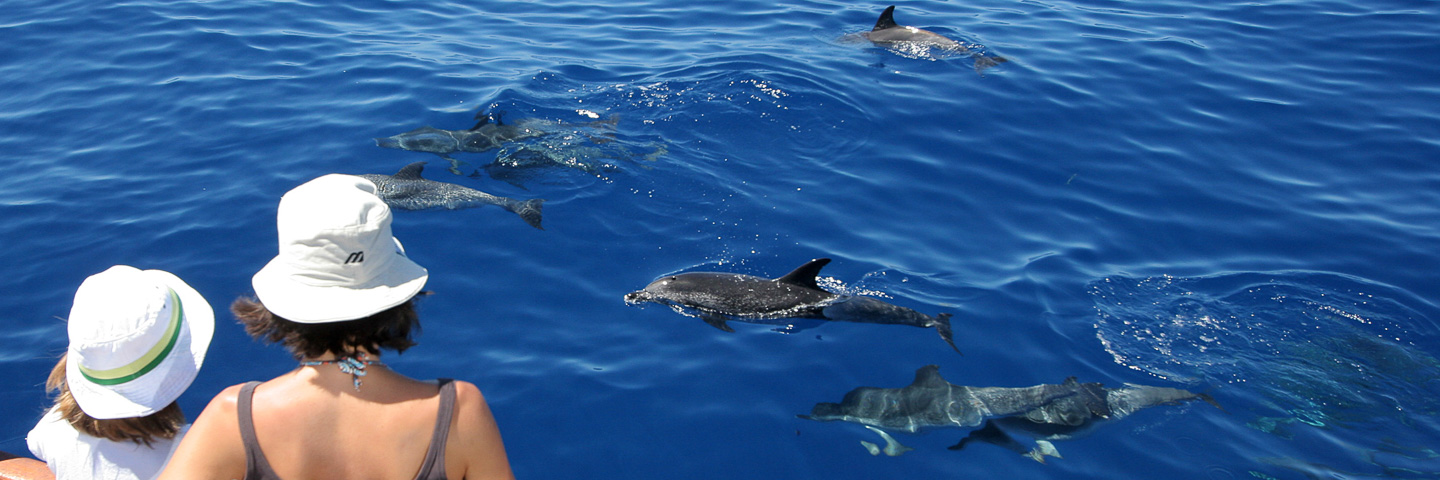 Observa delfines en libertad en La Gomera
