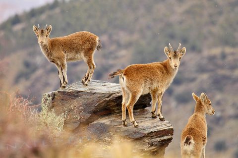 Fotografía a la cabra montés en Sierra Nevada con Natureda