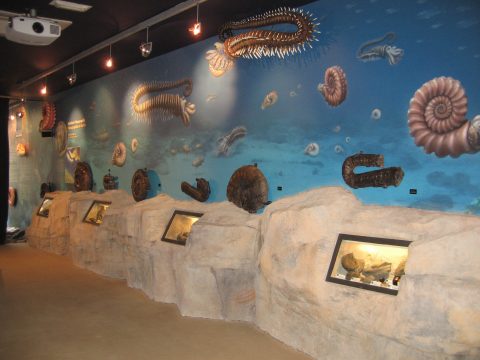 Nautilus, los fósiles del flysch