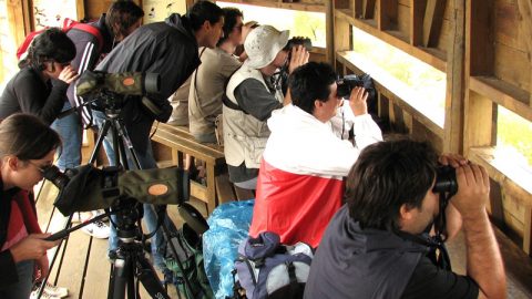 Experiencias ecoturistas para celebrar el Día Mundial de las Aves Migratorias