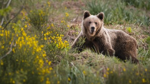 Somiedo Experience – Avistamiento de osos