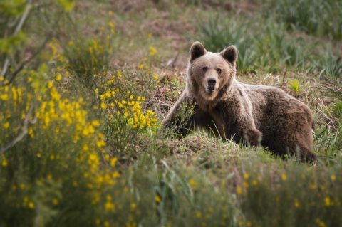 Somiedo Experience – Avistamiento de osos
